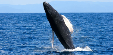 Dolphin & Whale Watching - Costa Rica