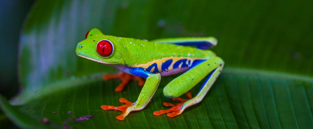 Frog - Sorry, not found - Costa Rica