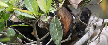 A baby howler monkey hangs off its mother's back  on March 9, 2013. Only the alpha male can mate with females of the troupe.