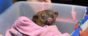 A baby kinkajou wakes up from a nap at the Jaguar Rescue Center on Oct. 9, 2013.