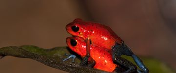 blue-jeans-frogs-mating-1