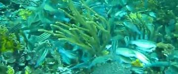 fish-feeding-frenzy-caribbean