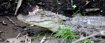 A baby caiman basks in the sunlight on the shore on March 9, 2013. Caimans grow up to 13 feet, feed on fish and are less aggressive than alligators or crocodiles.
