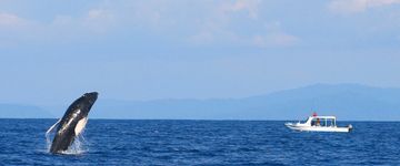 whale-watching-tour-breeching-whale-1