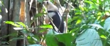 anteater-carara-national-park