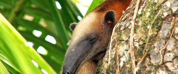 corcovado-anteater