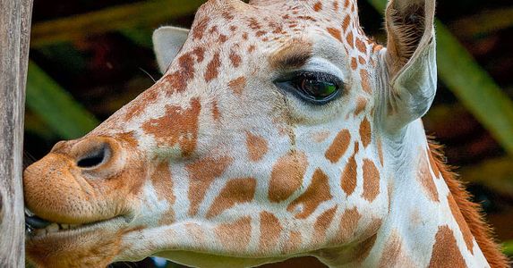 giraffe africa mia liberia