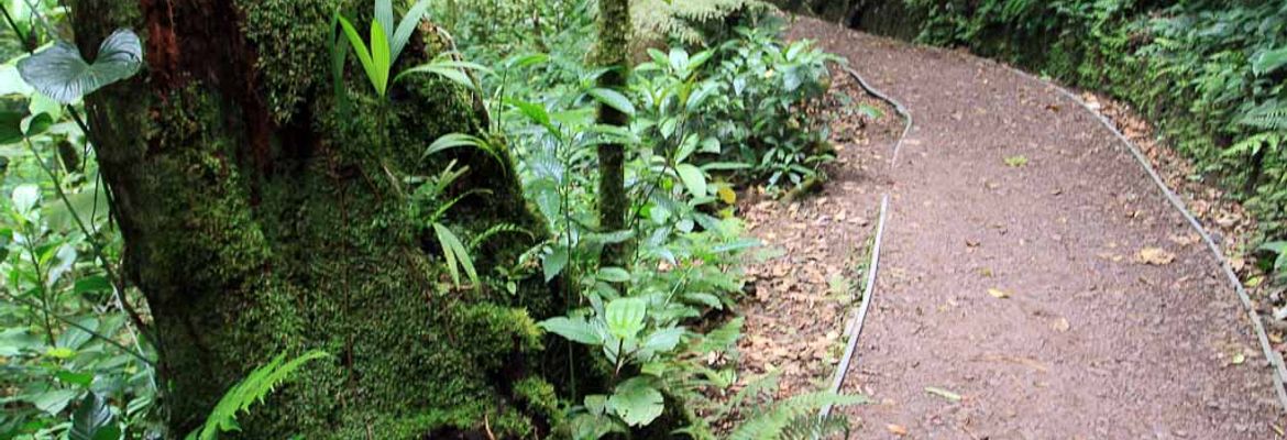 monetverde cloud forest reserve trail 4