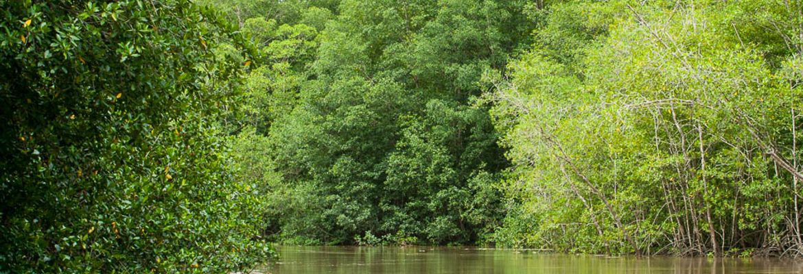 damas mangroves quepos 5