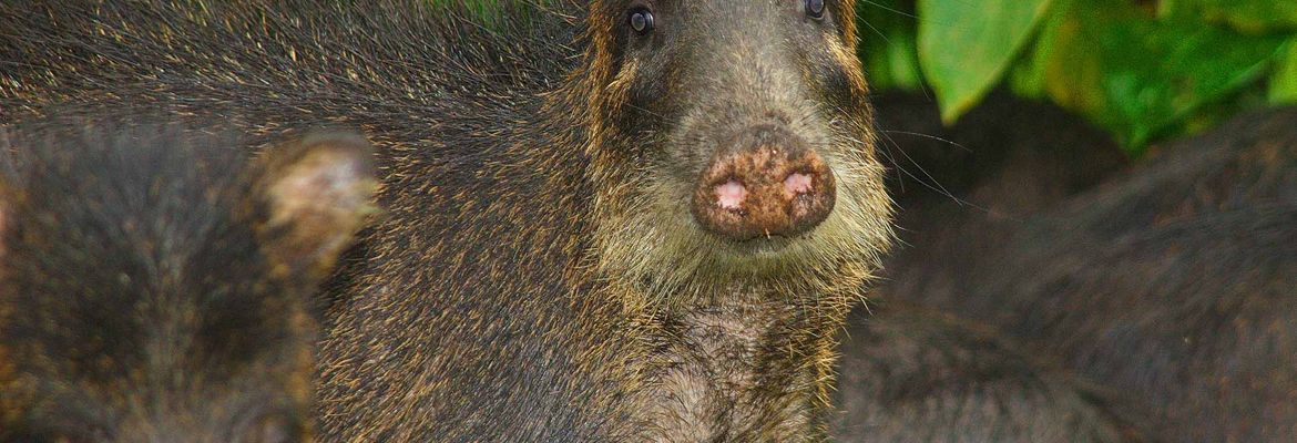 peccaries corcovado national park 2