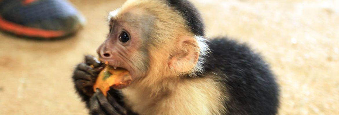 dominical in pictures white faced monkey 18