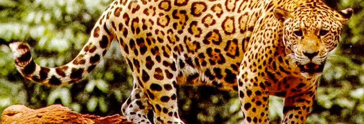 jaguar