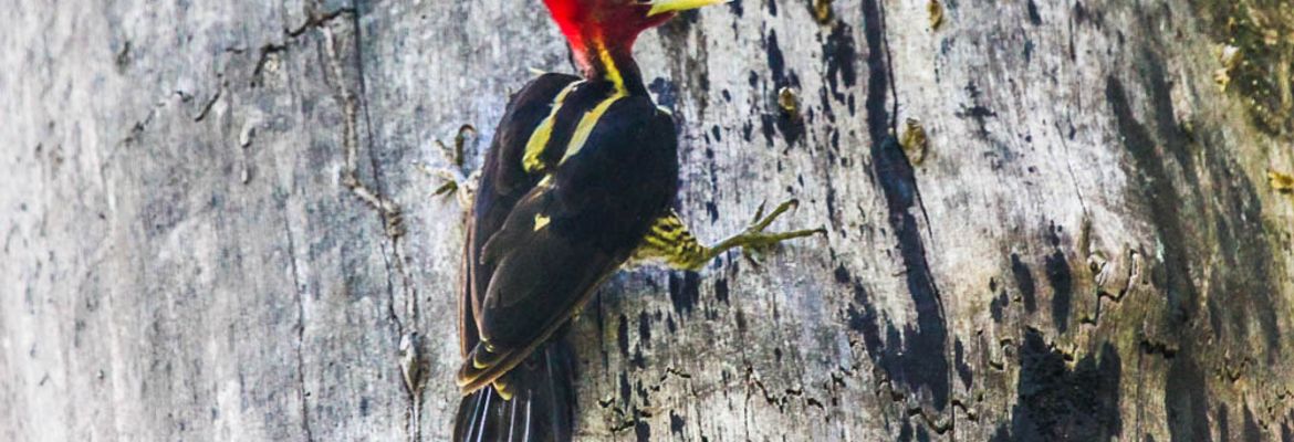 woodpecker stairing at the camera