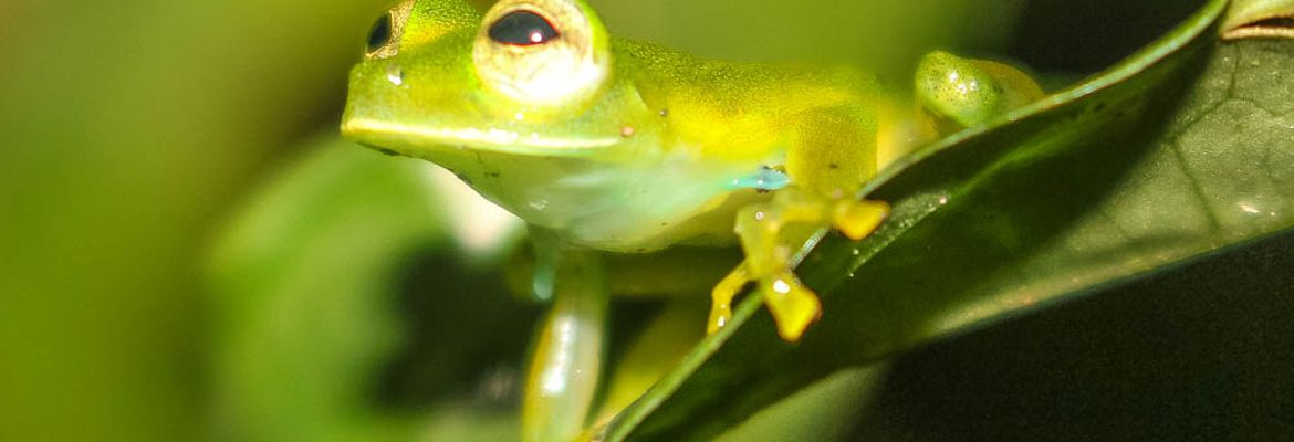 emerald glass frog 3