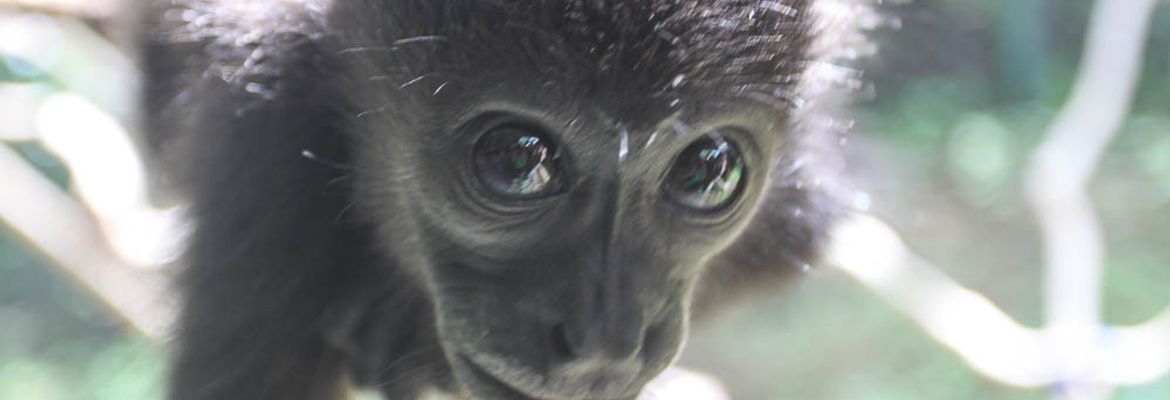 monkey eye reflection 1