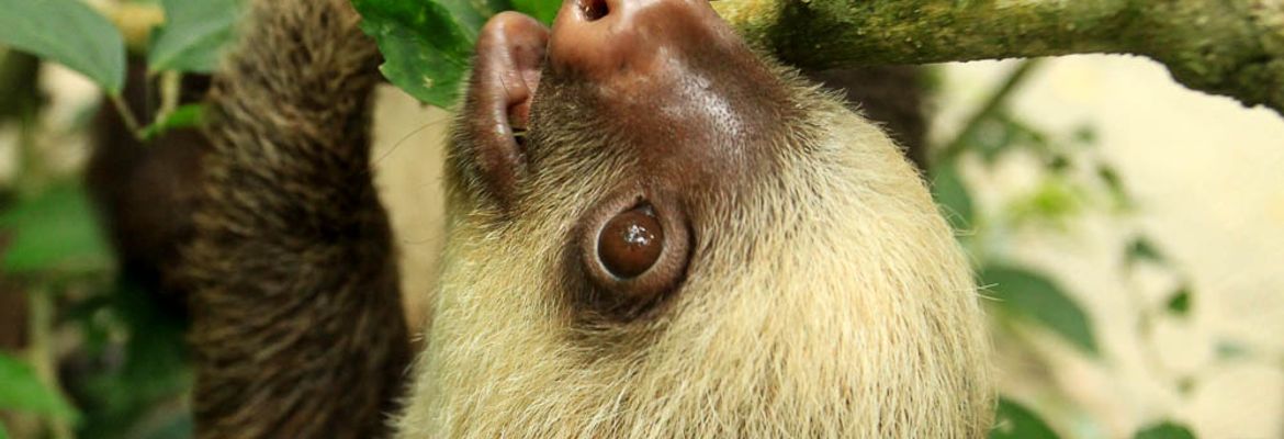 jaguar rescue center young two toed sloth 1