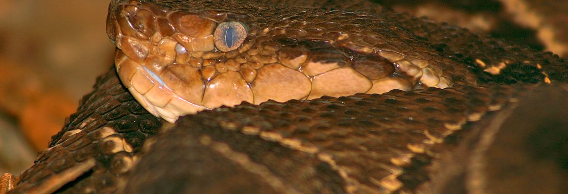 fer de lance waterfall gardens 01