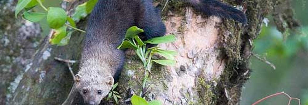 tayra on tree trunk