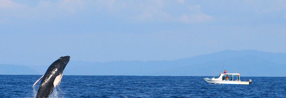 whale watching tour breeching whale 1