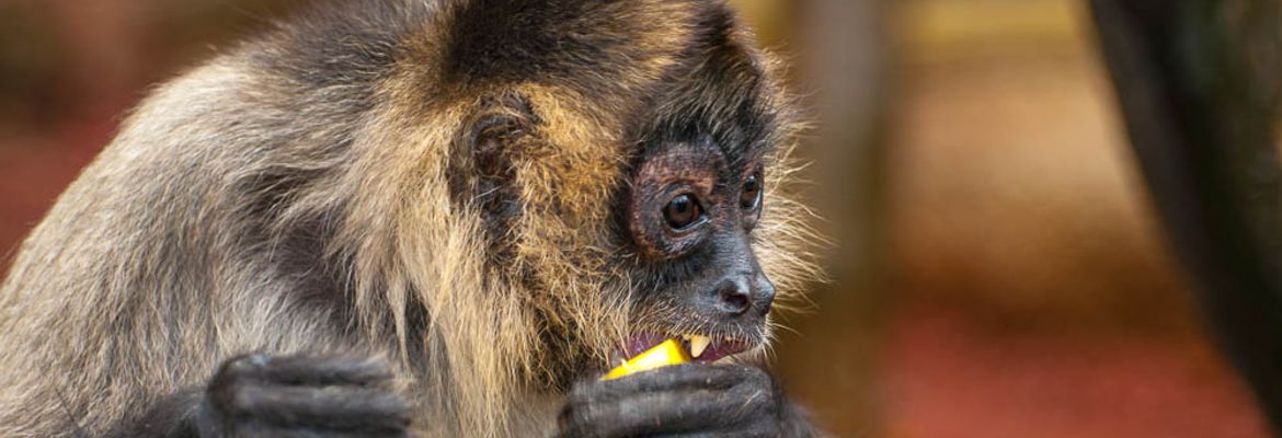 spider monkey eating fruit