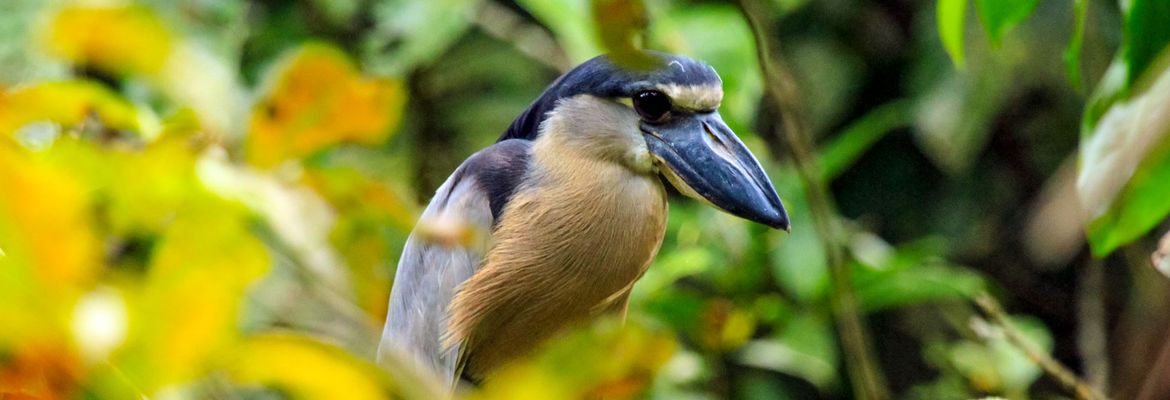 turtle beach lodge boat billed heron