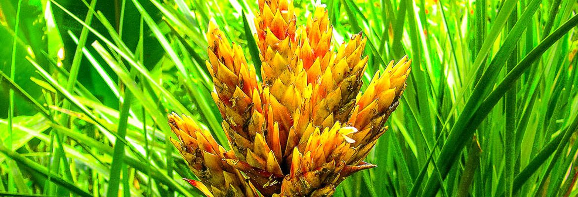 yellow bromeliad