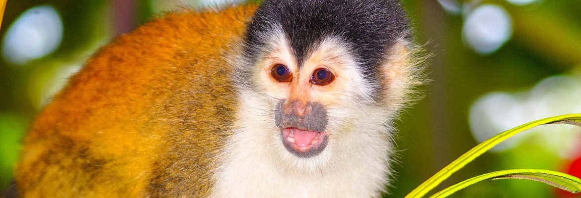 squirrel monkey corcovado