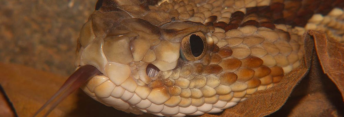 jumping pit viper waterfall gardens