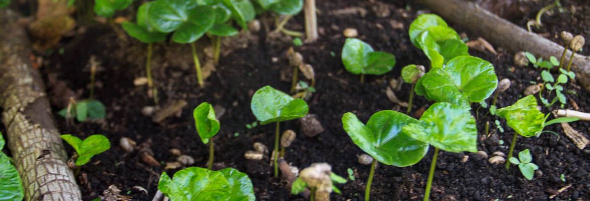monteverde coffee farm coffe seedlings 1
