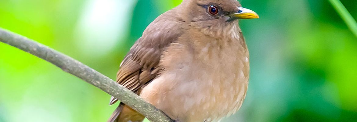 clay colored thrush national bird