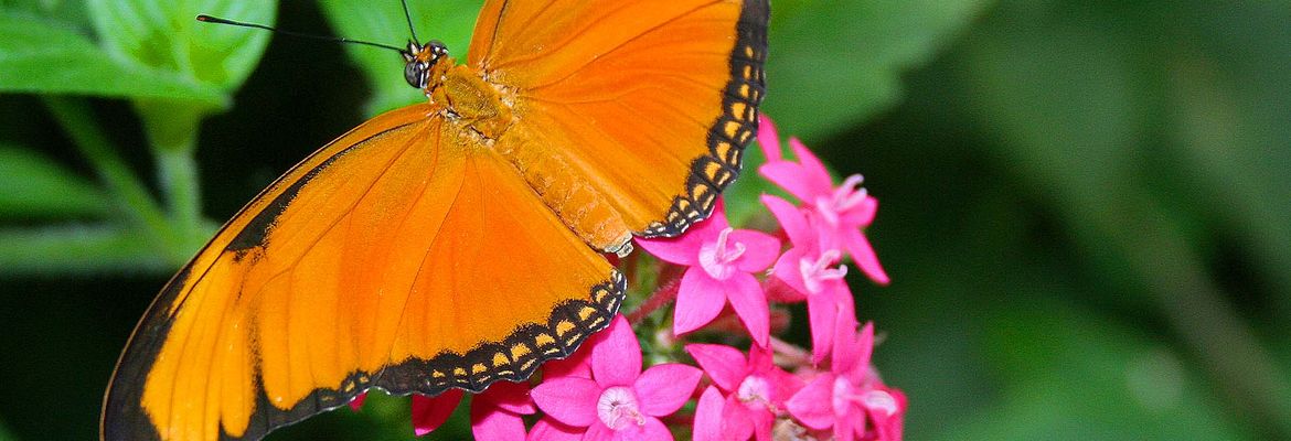 orange julia butterfly la paz