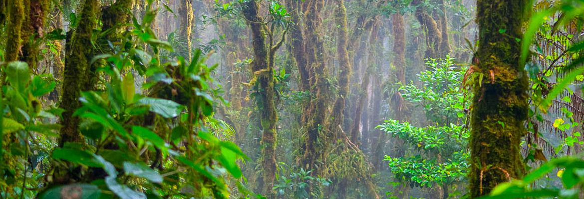 forest monteverde reserve trees in the fog