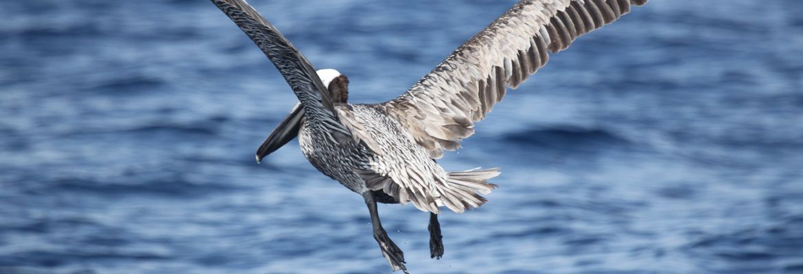 pelican lifting off water 11