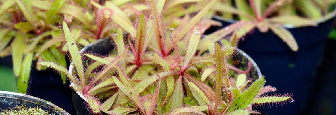 importing plants to costa rica