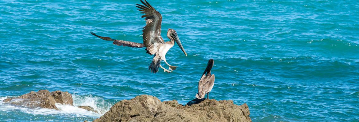 pelicans on rock montezuma