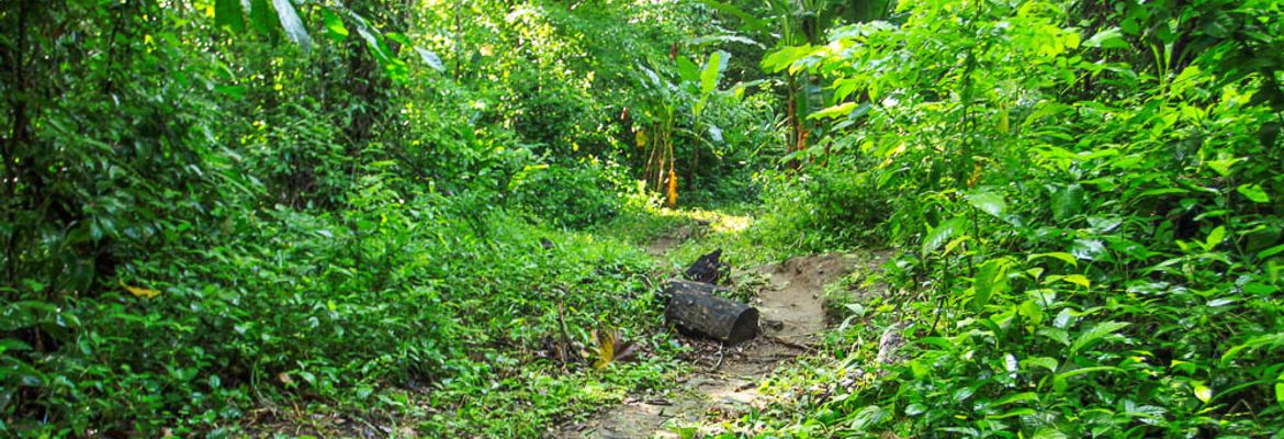 carara national park secondary forest 1