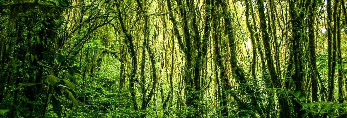 santa elena reserve monteverde 0001