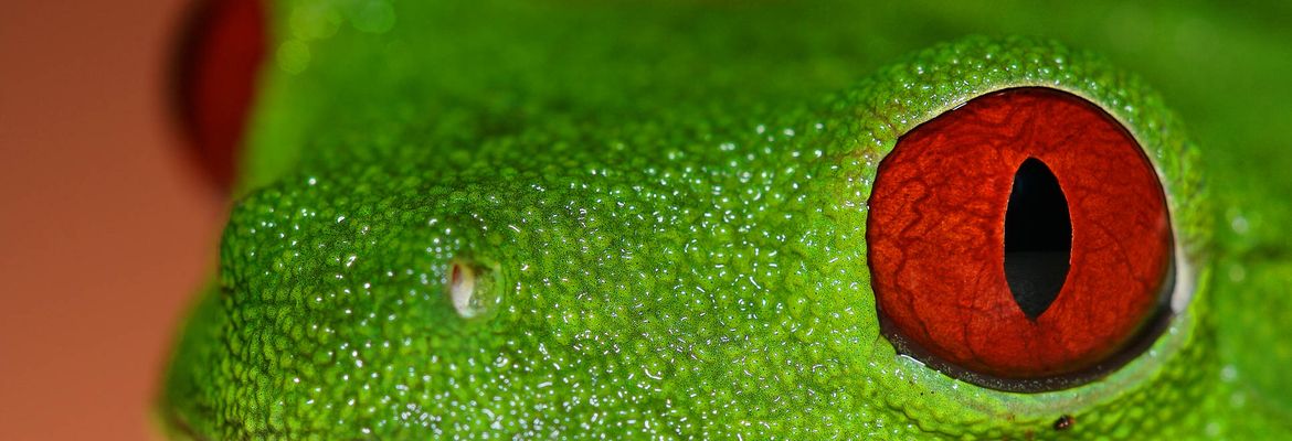 tree frog playa nicuesa 2