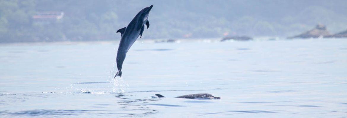 dolphin mid air 1