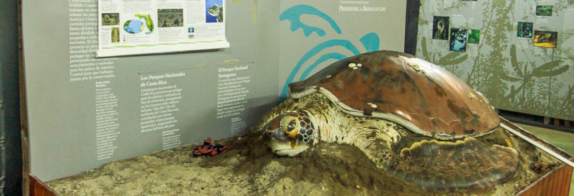 sea turtle conservancy diorama 1