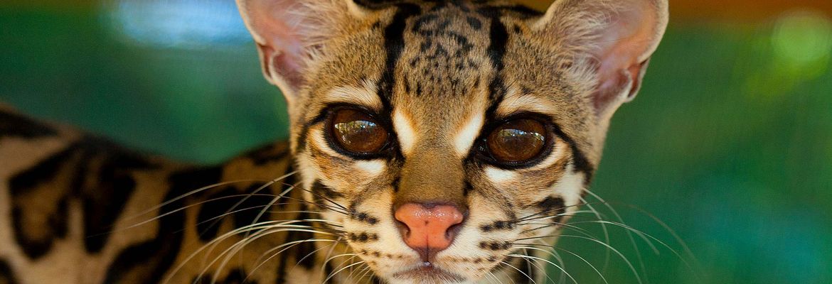 margay front view selva reserve carillo