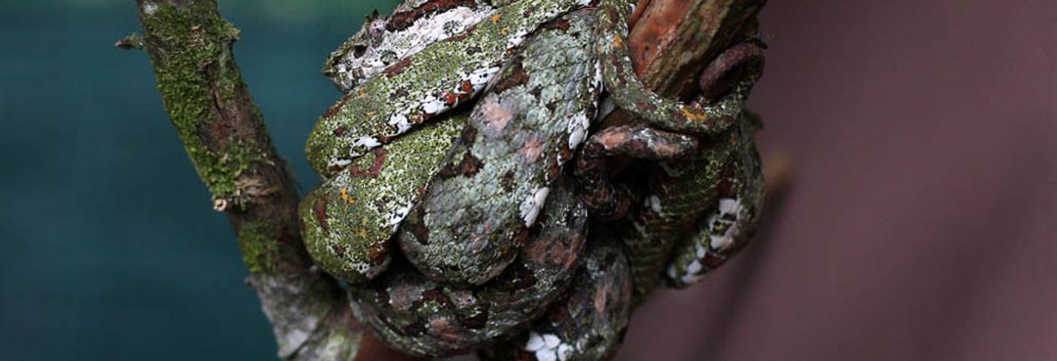 serpentarium eyelash palm pit viper