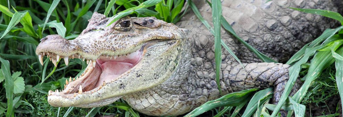 A caiman opens its mouth to cool off while sunbathing along the Frio River's shore  on March 9, 2013.