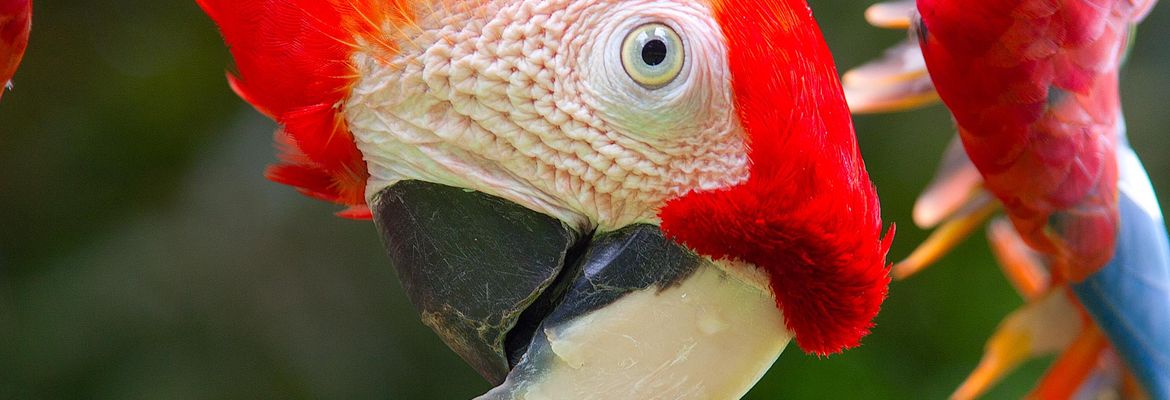 scarlet macaw ara macaw