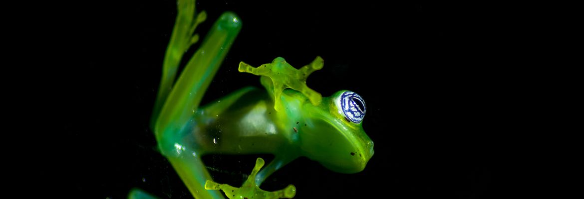 glass frog sticked to a window monteverde