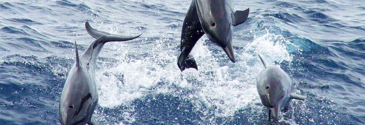 three dolphins jumping front view