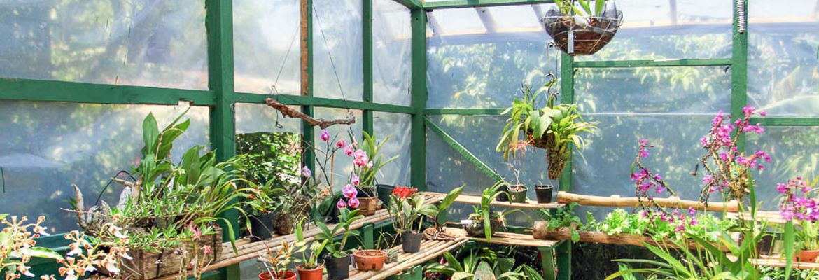 monteverde orchid garden 1