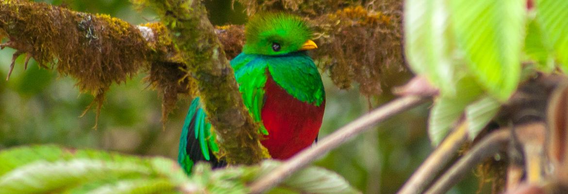quetzal in monteverde