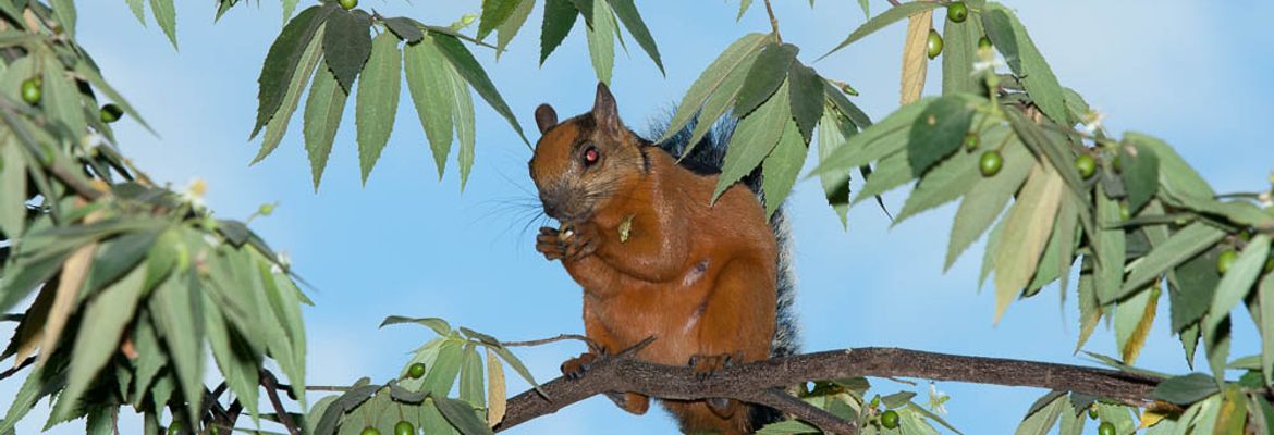 squirrel montezuma