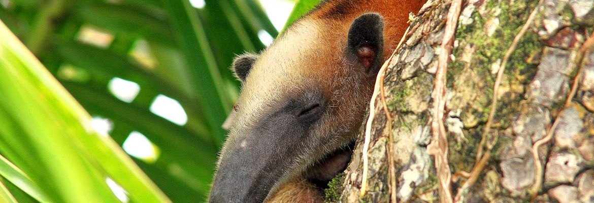 corcovado anteater